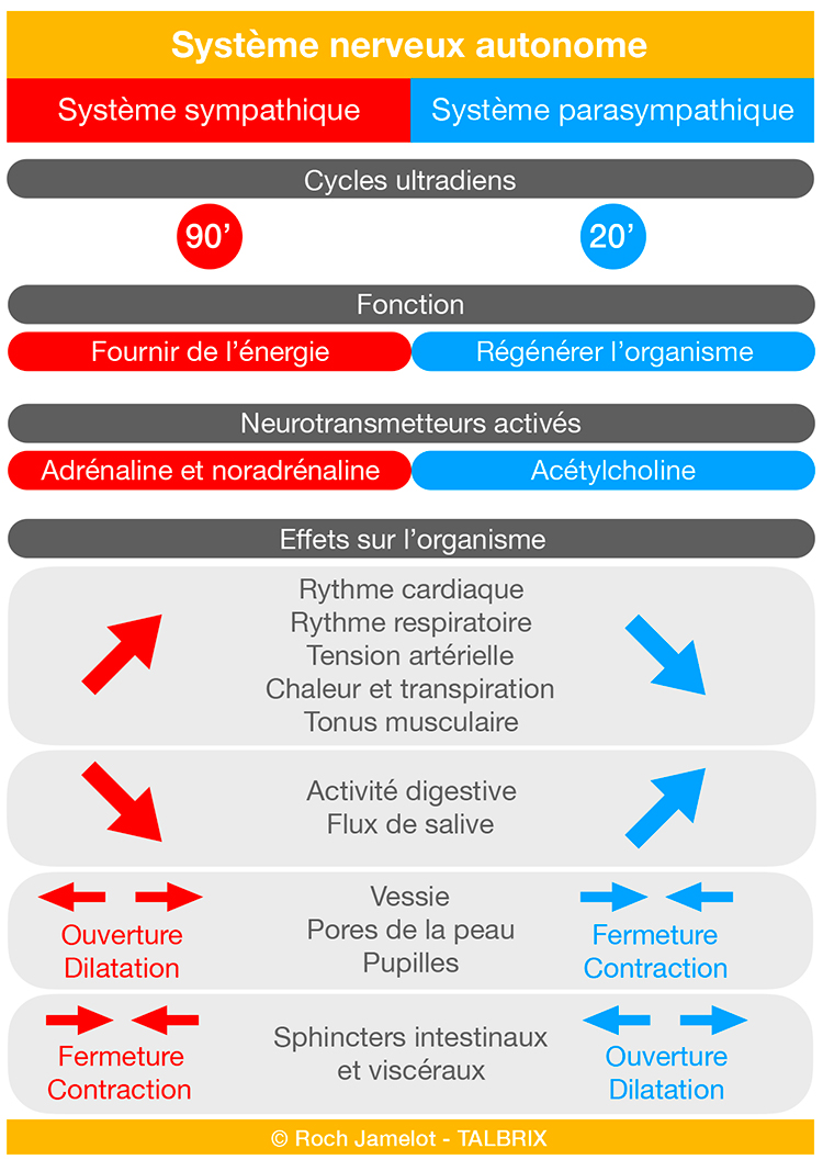 systeme nerveux autonome